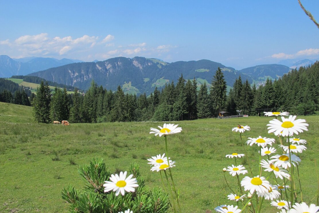 Ausblick von Koglmoos Sommer mit Blumen FG T.L. Rechte Wildschönau Tourismus (3).JPG