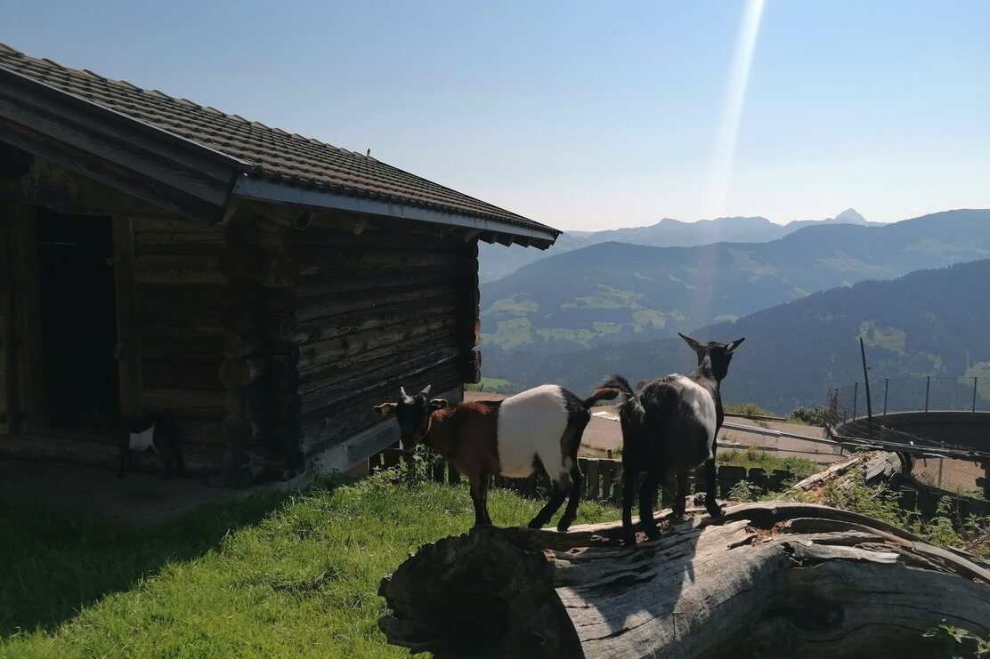 Wildschönau Tourismus Holzalm Ziegen Gewi.jpg