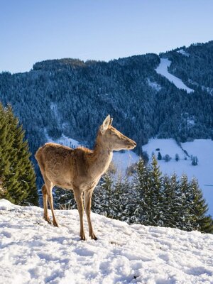 Wildschönau Niederau Foisching Rotwild Winter 2.jpg | © Hannes Dabernig