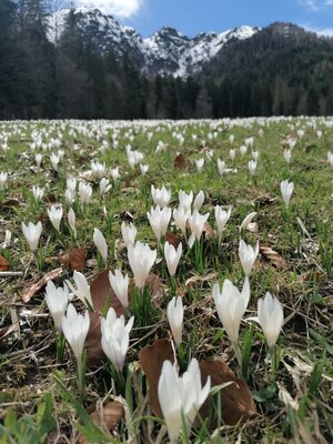 Krokusse vorm Gratlspitz.jpg