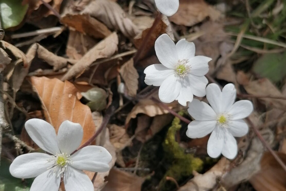 weisse Leberblümchen.jpg