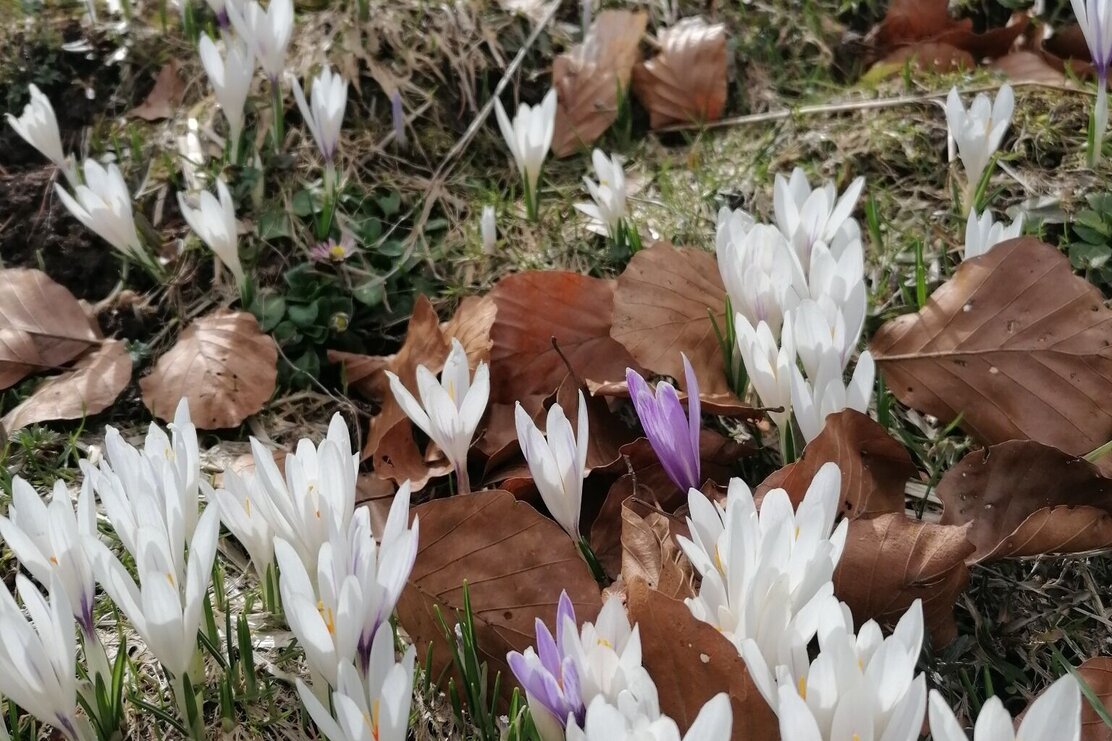 Frühlingserwachen.jpg