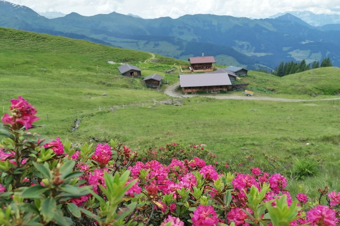 Wildschönau Tourismus Feldalm Almrosen GeWi.jpg