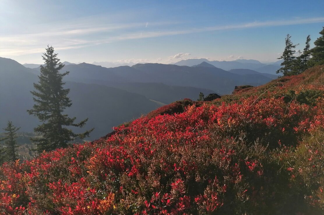 Herbstfarben am Höhenweg.jpg