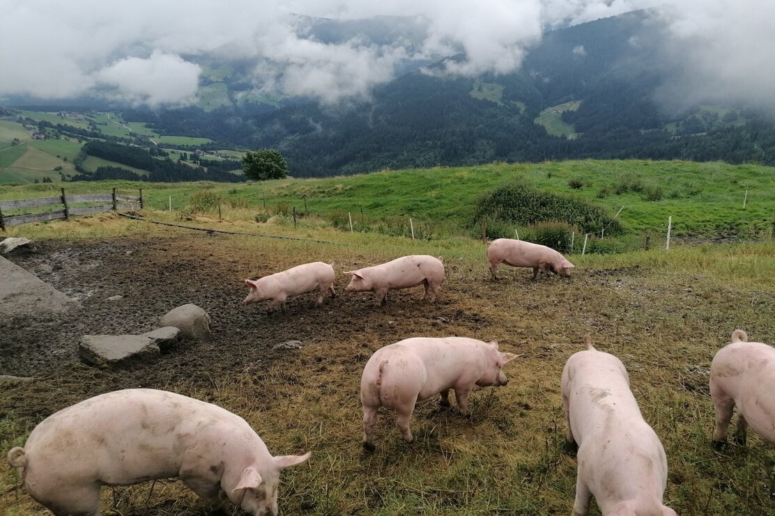 Wildschönau Tourismus Holzalm Schweine Gewi.jpg