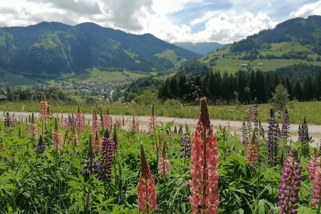 Wildschönau Tourismus Rg Möslalm Lupinenfeld Gewi.jpg | © GW