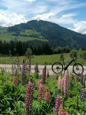 Wildschönau Tourismus MTB Möslalm Lupinen Gewi.jpg | © GW