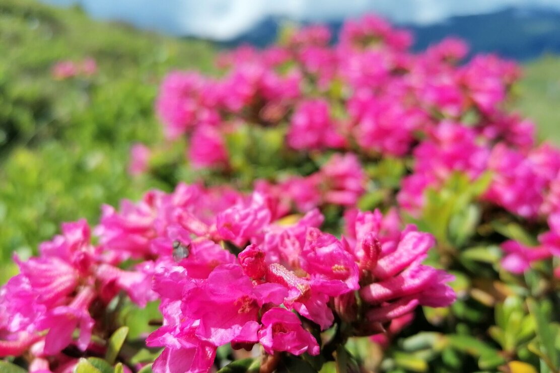 Wildschönau Tourismus Almrosen close GeWi.jpg