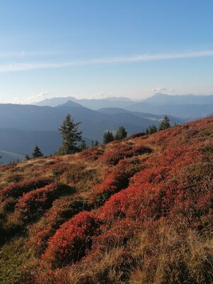 Herbst!.jpg | © Wildschönau Tourismus