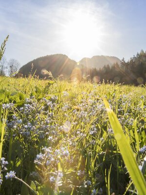 Landschaft Pinzgerhof | © Fam. Kammerlander